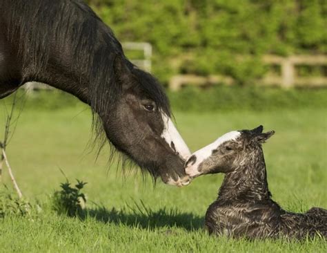 How To Recognize Critical Illness In Foals Horse Journals