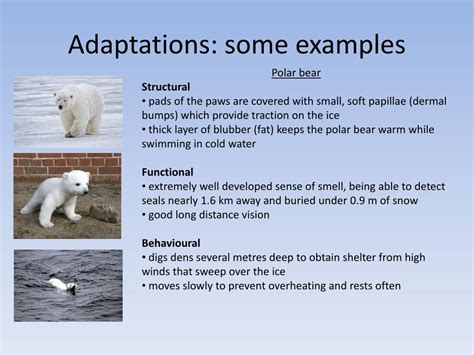 Adaptation Examples