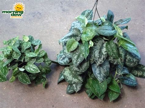This plant ships straight from greenhouse to your house. Pothos - Morning Dew Tropical Plants