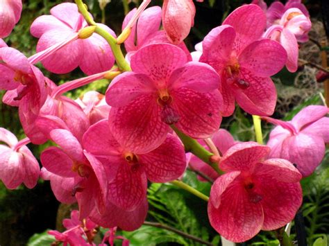 HOA PHONG LAN VIỆT VIETNAM ORCHIDS NHỮNG LOẠI LAN VANDA ĐẸP CHƯA BIẾT TÊN