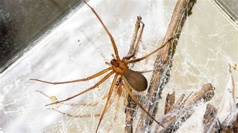 Encontraron Una Nueva Especie De Araña Violinista Originaria Del Valle