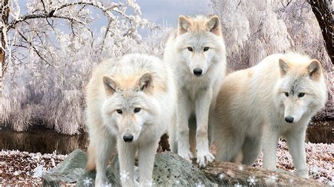 White Wolves In Winter Hd Wallpaper Background Image 1920x1080