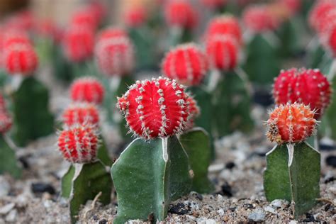 Growing Guide Cacti Kaktus Bunga Merah