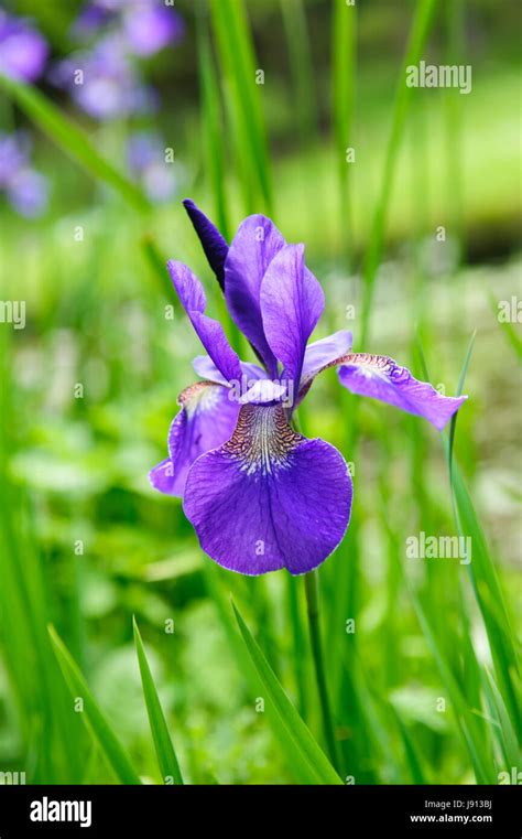 Whild Iris Hi Res Stock Photography And Images Alamy