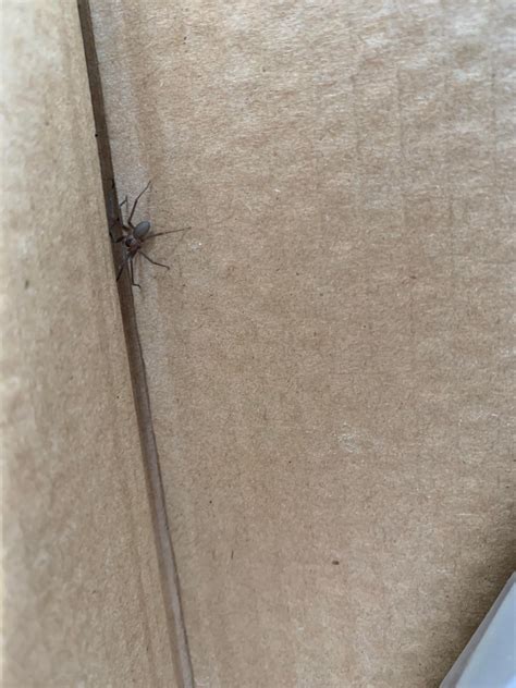I Have A Brown Recluse Infestation The Triangle North Carolina R