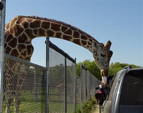 Safari Park Near Me - Search Craigslist Near Me