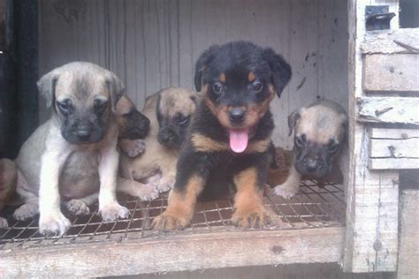 See more of l&l rottweiler&boerboels&snowy on facebook. Boerboel, Rottweiler And Pittbull Puppies For Sale ...