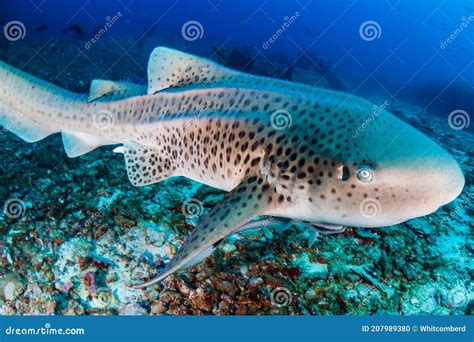 A Curious Zebra Shark Stegostoma Fasciatum On A Deep Underwater