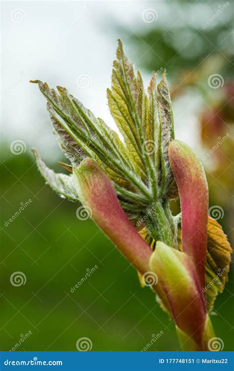 Close Up On A Budding Maple Leaf Stock Image Image Of Life Closeup