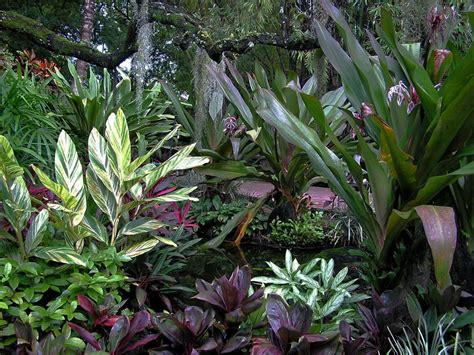 Plants are a great way to brighten up any space and they're a gift they can enjoy for a long time to come. Easy Indoor Tropicals | HGTV