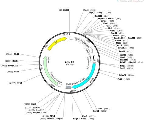 Tk is listed in the world's largest and most authoritative dictionary database of abbreviations and acronyms. pRL-TK Sequence and Map