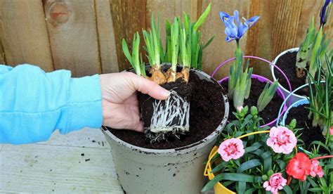 The Ultimate Guide To Planting Iris Bulbs When Where And How