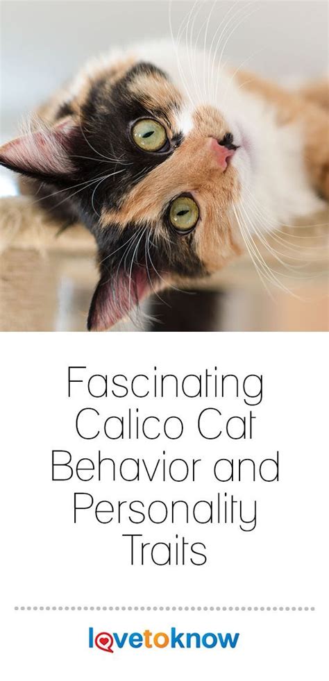 Fascinating Calico Cat Behavior And Personality Traits In 2020 Calico
