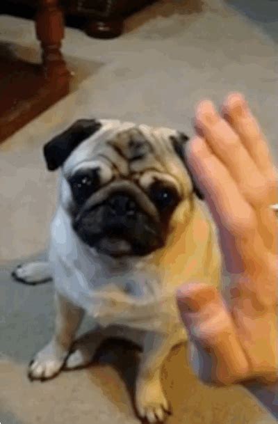 You Deserve 1 Million Of These Pugs Funny Pugs Pugs And Kisses