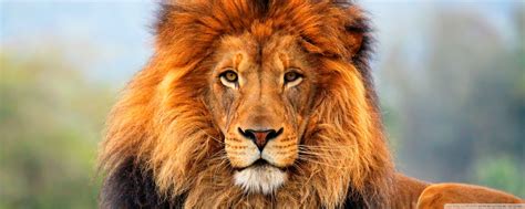 Lions, mammal development and evolution of our environment and life forms on the planet earth to include living animals, mammals, insects, fish, birds and achaeology evidence of our past history. Lions wallpaper | 2560x1024 | #36655