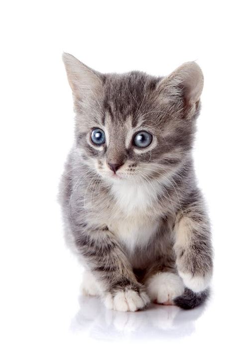 Gray Striped Kitten Stock Photo Image Of Objects Baby 30826702