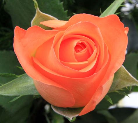Peach Roses Rose Rose Bush