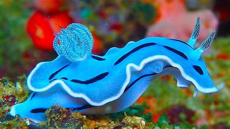 Beautiful Ocean Creatures