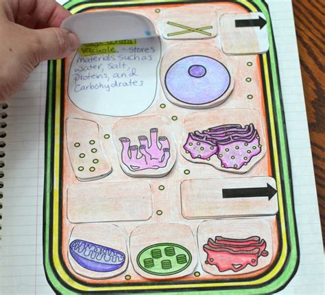 Math In Demand Interactive Science Notebook Interactive Notebooks Biology Projects