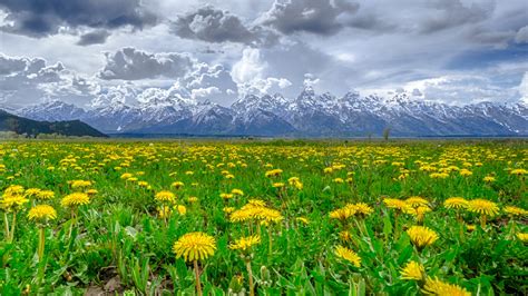 821212 Dandelions Grasslands Mountains Scenery Clouds Rare