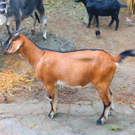 Goat Khasi Photography In Bangladesh Masterbundles