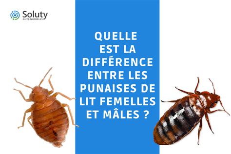 Comparaisons Entre Les Punaises De Lit Femelles Et Mâles Soluty