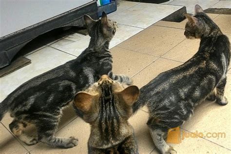 Persilangan ini dilakukan pada tahun 1889 dengan tujuan untuk menciptakan imunitas alami kucing. Harga Kucing Bengal Marble - Moa Gambar