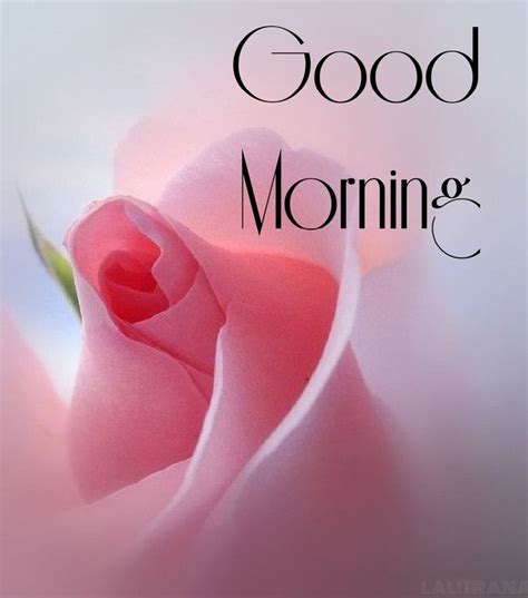 Pin By Lalit Rana On Morning Wishes Good Morning Cards Good Morning