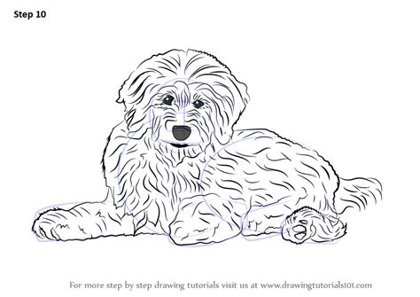 That said, i'm looking for a 'mini' doodle or a medium doodle. Learn How to Draw a Goldendoodle (Dogs) Step by Step ...