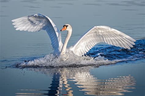 Majestic Swan Landing With A Splash Stan Schaap Photography