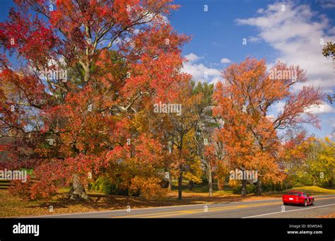 Loudoun County Virginia Usa Colorful Fall Foliage On Trees Along Route