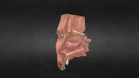 Human Nose Anatomy Buy Royalty Free 3d Model By Clacydarch 9be710c