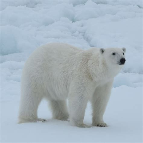 Have You Always Wanted To Visit The Polar Bears In The Arctic We Give