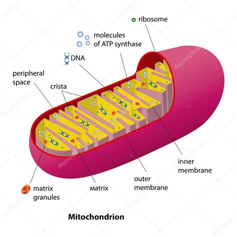 Esquema De Mitocondrias Vector Gráfico Vectorial © Miantsev Imagen