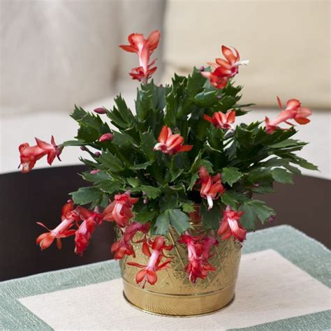 Beautiful Christmas Cactus House Plants Цветы Флора