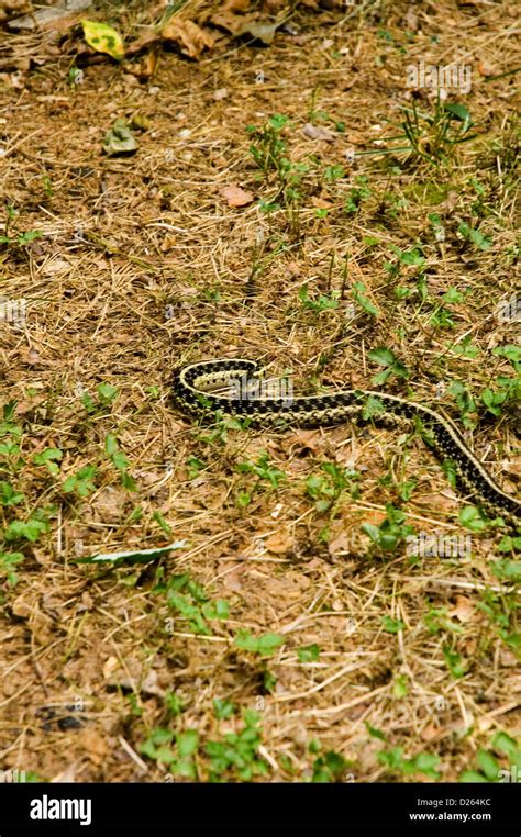 Garter Snake East Tennessee Stock Photo Alamy