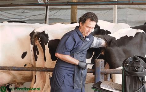 Ultrassonografia Para Avaliação Ginecológica De Fêmeas Bovinas Quais