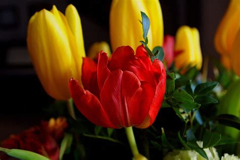 Tulip Red Spring Free Photo On Pixabay Pixabay