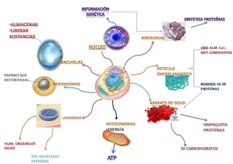 Mapas Mentais Inercia Celula Biologia Images