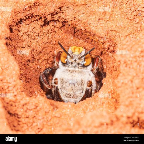 A Female Dawsons Burrowing Bee Amegilla Dawsoni At Its Burrow In A