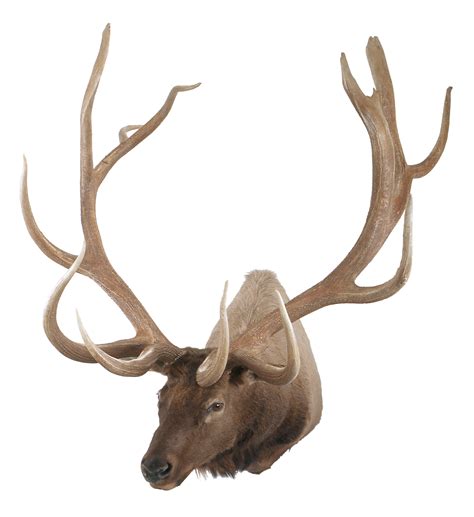 Bandc Worlds Record Typical American Elk Boone And