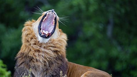 Download Wallpaper 3840x2160 Lion Yawn Predator Big Cat Wildlife 4k