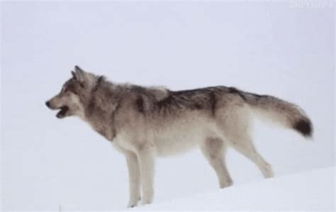 Wolf Howling  Find And Share On Giphy