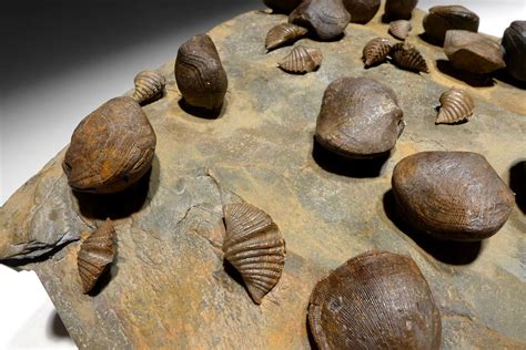 Large Devonian Brachiopod Colony Fossil From Site Of The Oldest