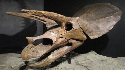 Triceratops Dinosaur Interesting Facts About The Three Horned Dinosaur