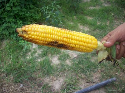 Air rebusan jagung untuk menyembuhkan tekanan batu ginjal. Semua Menjadi: Tongkol Jagung Rawat Batu Karang