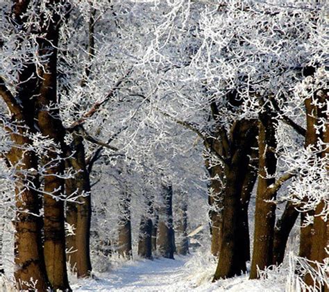 Snow Landscape Landscape Snow Forests Road Trees Snowy Winter