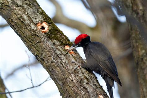 Czarnoskóry Woodpecker Obrazy Zdjęcia I Ilustracje Istock
