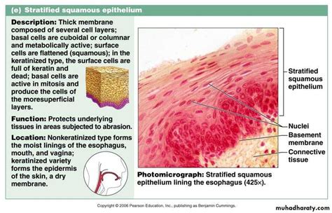 Types Of Epithelial Tissue Pptx Drsuhaila Muhadharaty