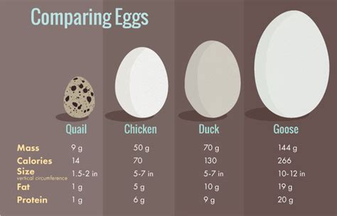Eggsposing Egg Carton Labels | Fix.com